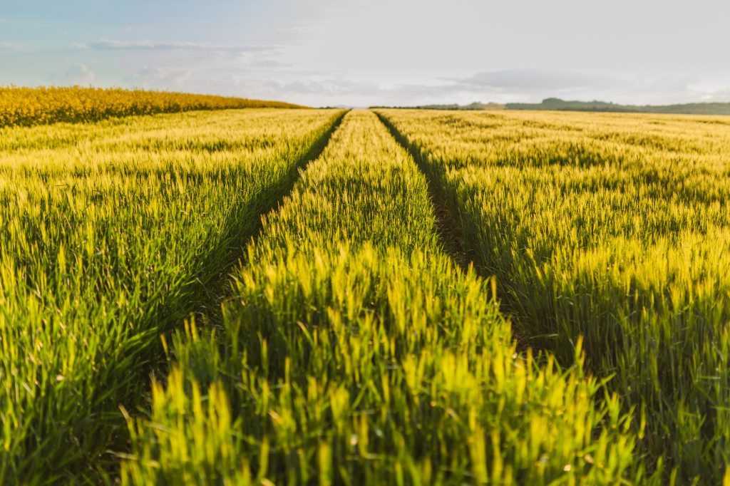 Agricultural Growth -Various Fields - Agriculture Farming Field