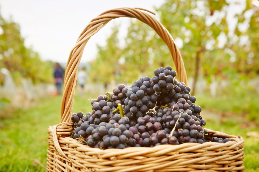 Baskets of red grapes freshly harvested.