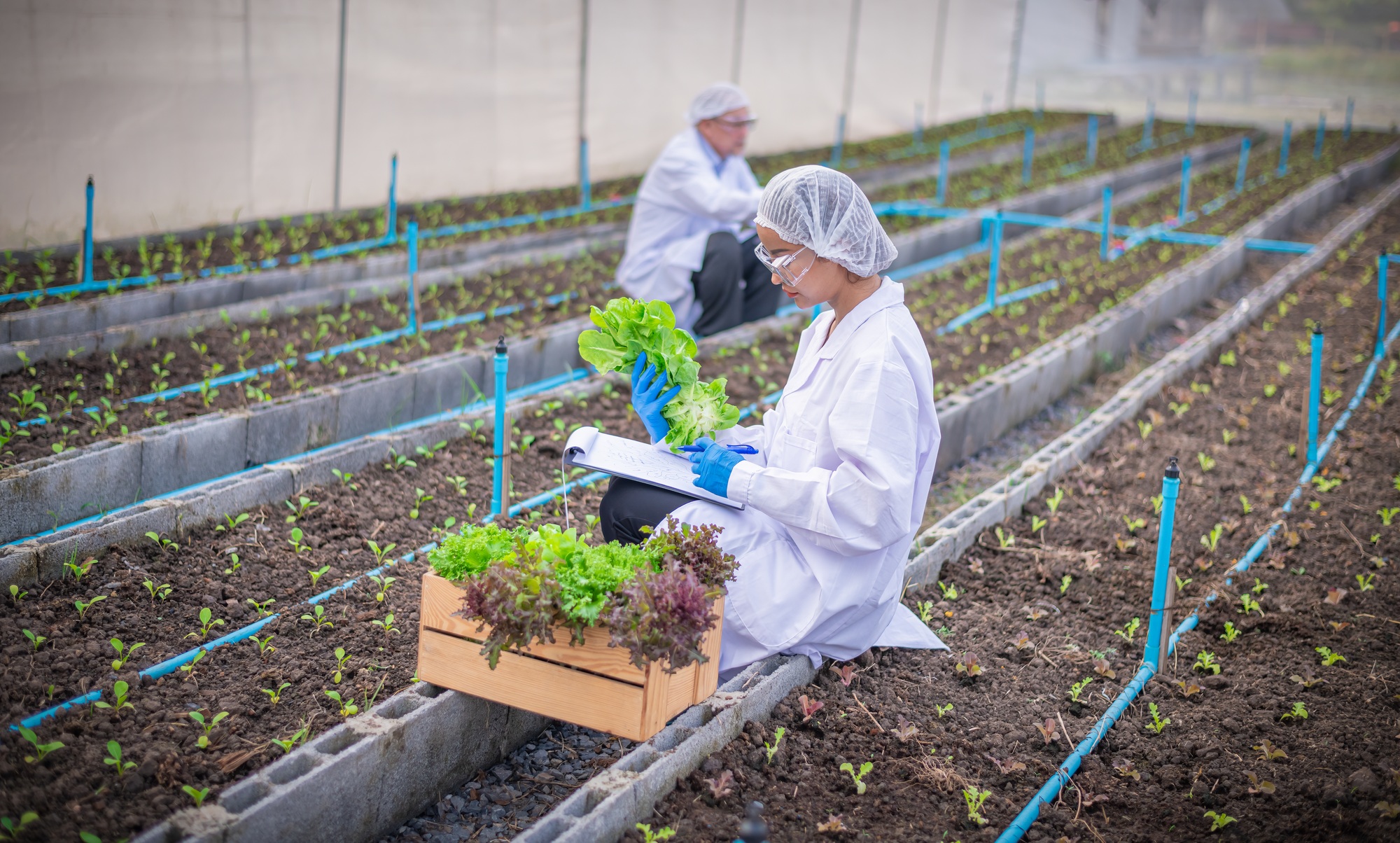 Researcher agriculture scientist working to organic vegetable plant in greenhouse ,development of sm